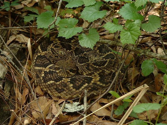 Female Eastern