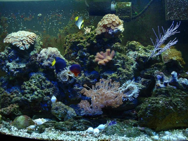 kingsnake.com photo gallery > Aquaria Displays & Setups > Mini Reif