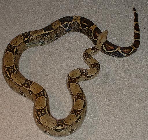 Red Tail