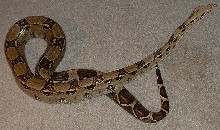 Red Tail
