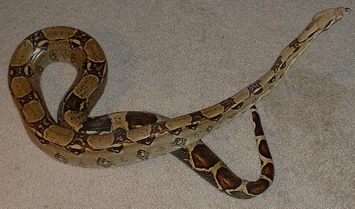 Red Tail
