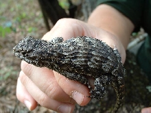 Sceloporus Undulatus