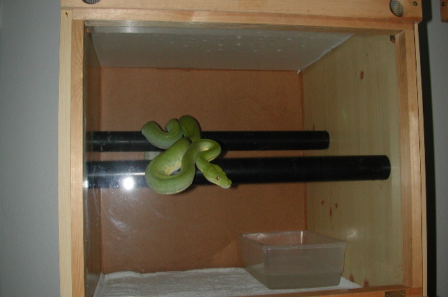 GTP waiting for food, night