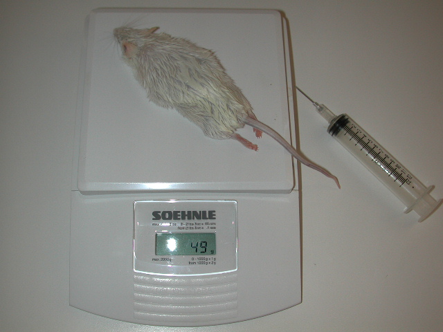 hydrated food item being weighed