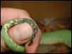 gtp tail kink