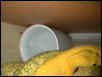 elevated water dish for arboreals