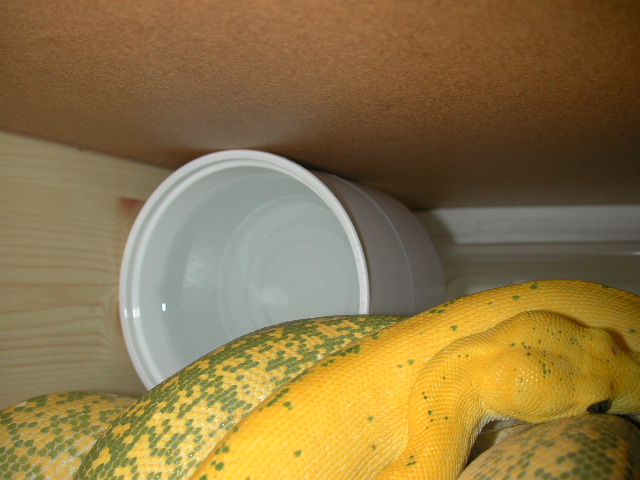elevated water dish for arboreals