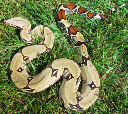 Peruvian