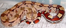 99 Belknap Suriname