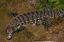 tegu body