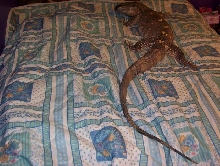 75 inch mattress, big girl isnt she?