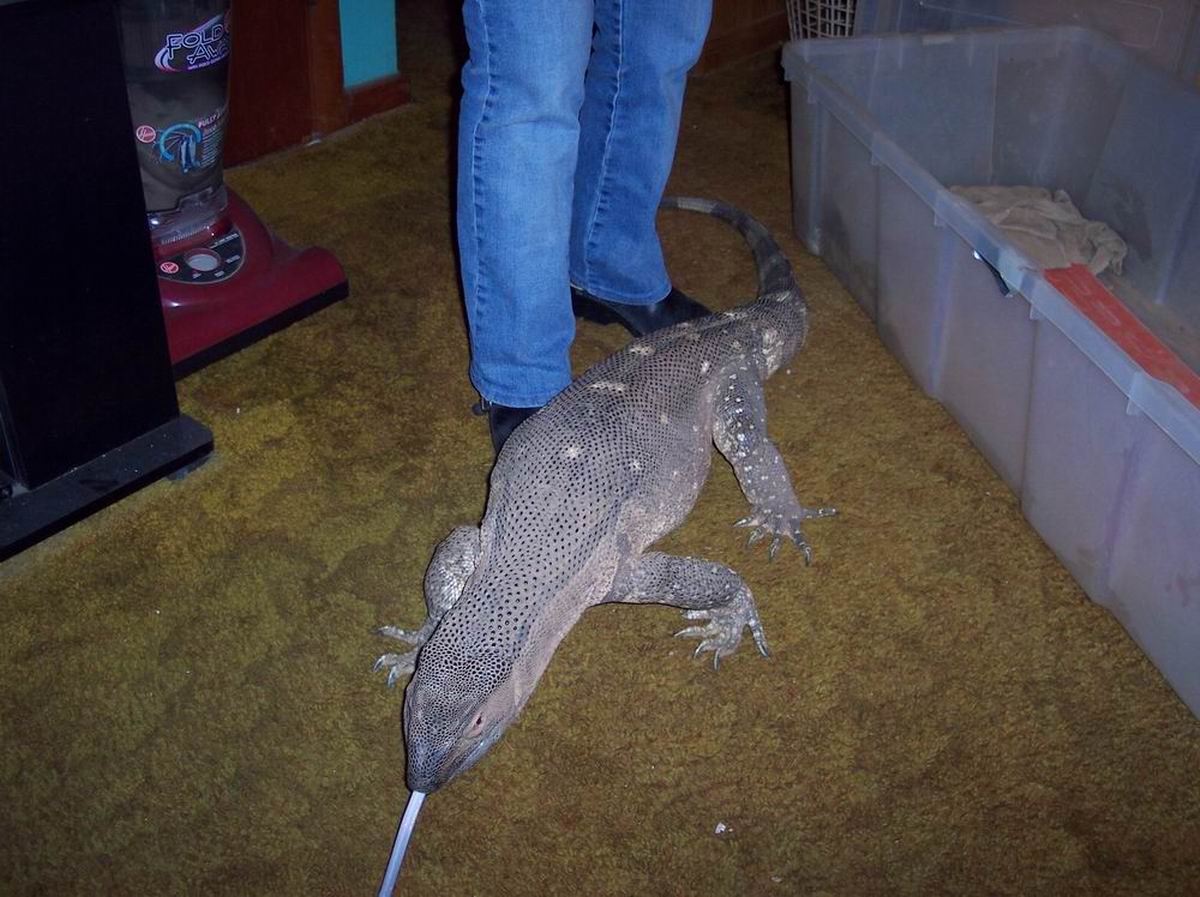 Sobek 2years 10.5months 6ft 3in. 28 lbs