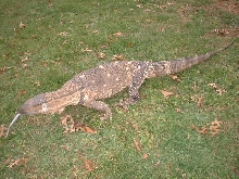 Sobek you fat pig, haha.
