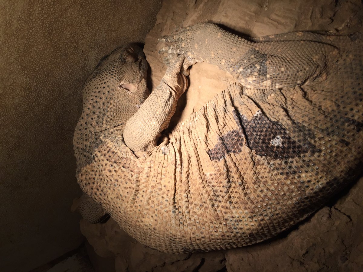 Sobek sleeping, 15 years old.