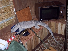 Sobek 6ft 3 inches, 29lbs, 3 years old Dec 2004