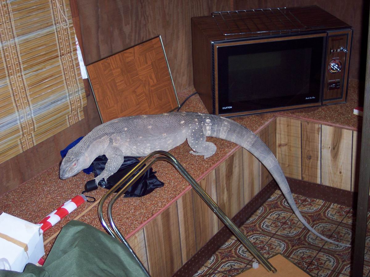 Sobek 6ft 3 inches, 29lbs, 3 years old Dec 2004