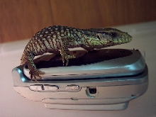 tiny bosc monitor