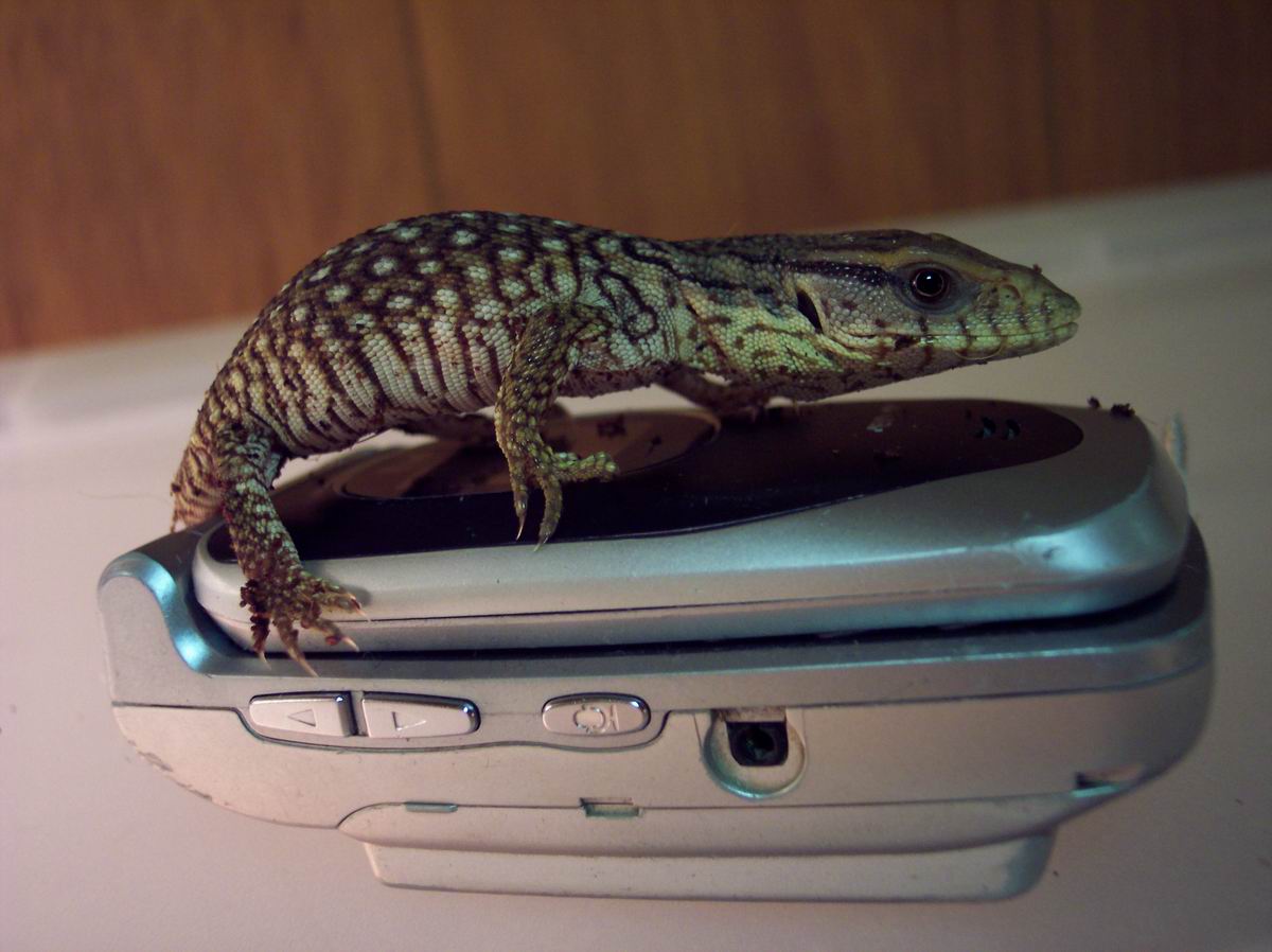 tiny bosc monitor
