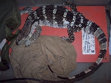 Zeus, cape banded WT almost 3yrs old 41 inches.
