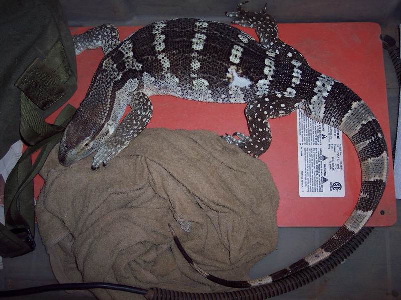 Zeus, cape banded WT almost 3yrs old 41 inches.