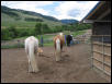 PASO BUMS
