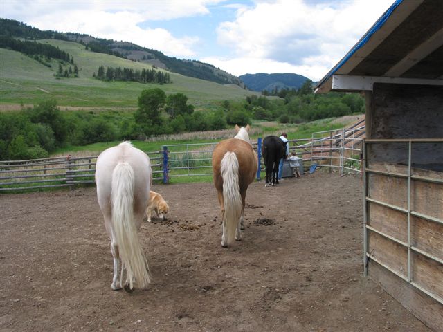 PASO BUMS