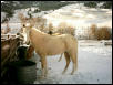 Shade winter 2004