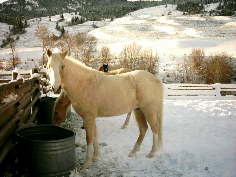 Shade winter 2004