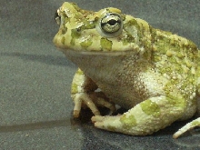bufo viridis in Cyprus &th Jan 2009