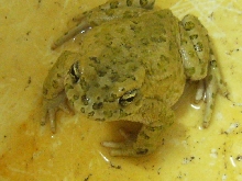 Bufo viridis Cyprus