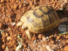 testudo graeca anamurensis