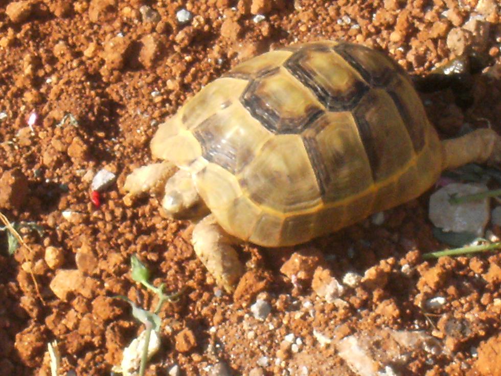 testudo graeca anamurensis