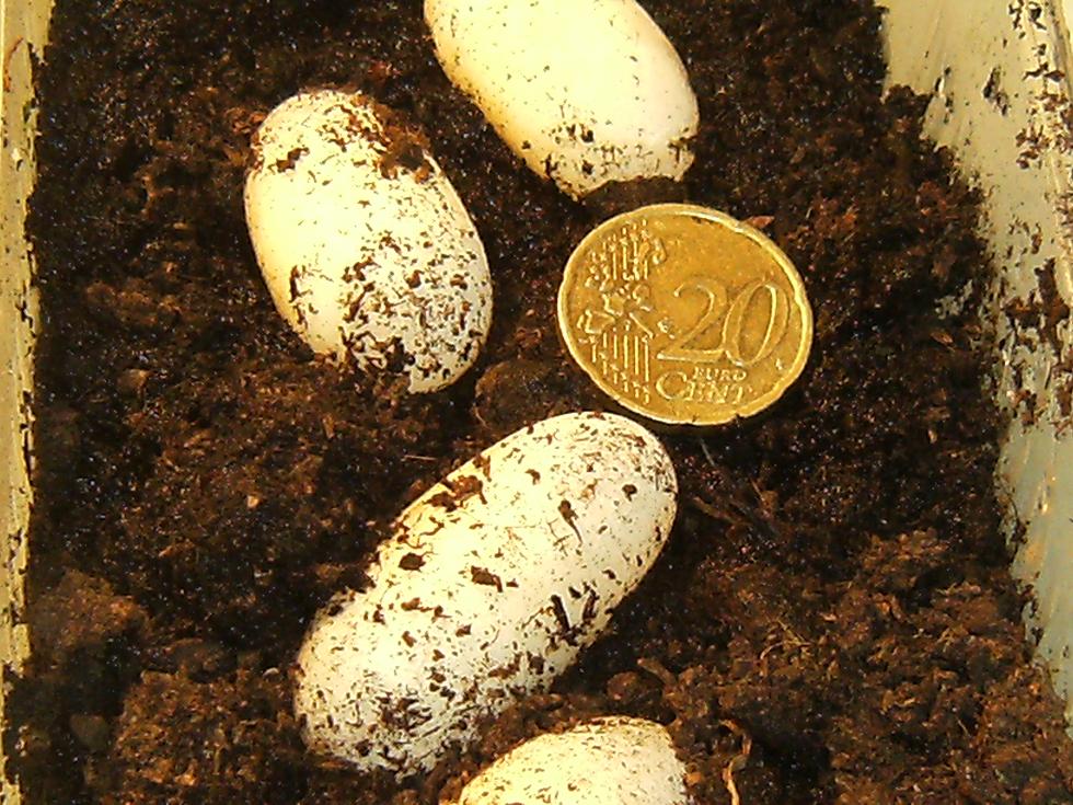Emys orbicularis eggs, laid 20/8/09