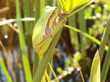 tree frog in Cyprus