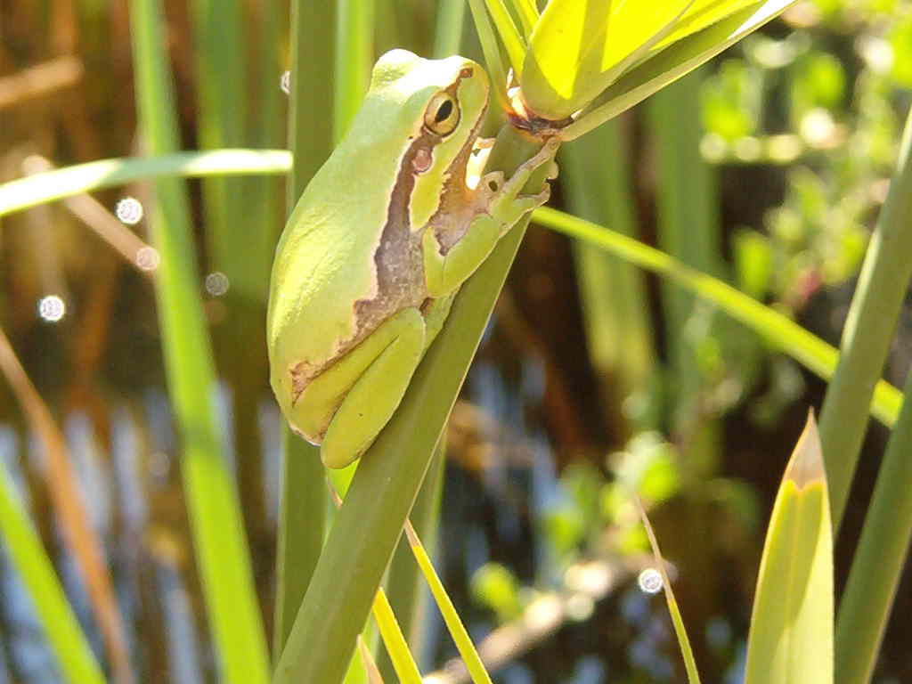 tree frog in Cyprus