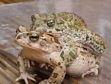 Bufo viridis in amplexus