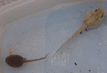 semi albino rana temporaria
