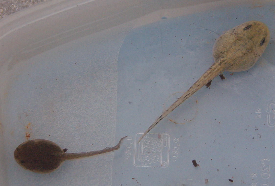 semi albino rana temporaria