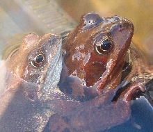 common frogs, Rana temporaria in amplexus