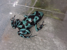 Blue & bronze D. auratus