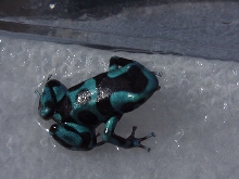Blue & bronze D. auratus