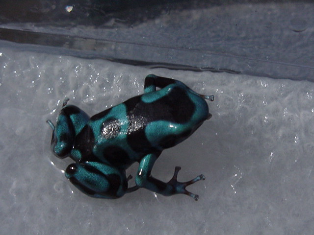 Blue & bronze D. auratus