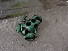 Green & Bronze D. auratus