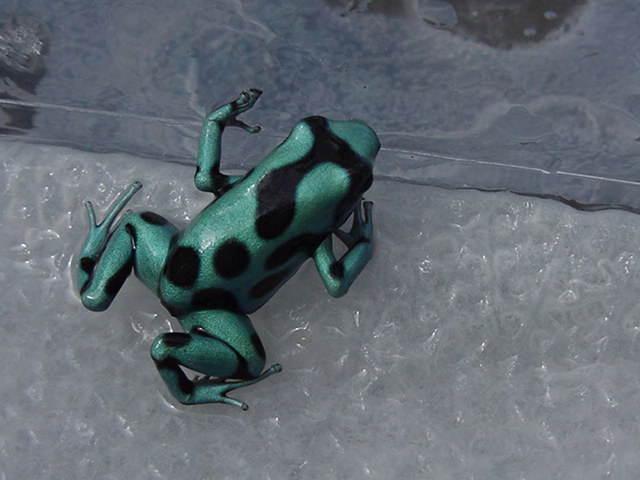 Green & Bronze  D. auratus