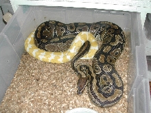 Ball breeding