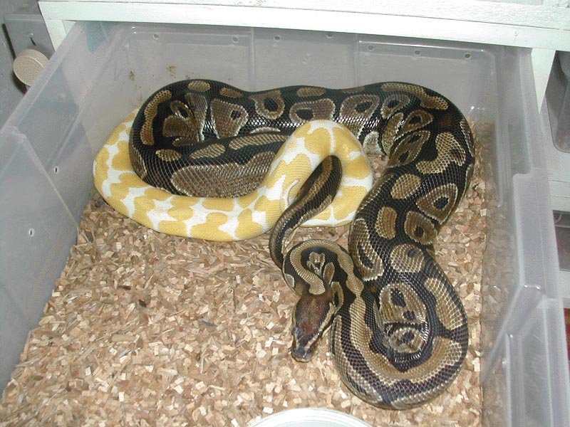 Ball breeding