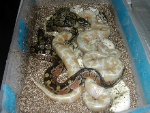 Albino's