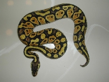 Pastel female #24