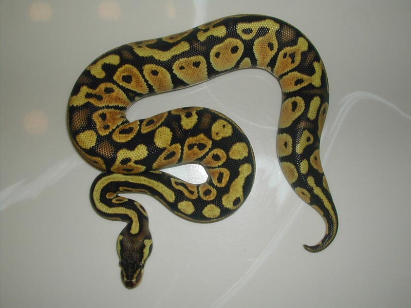 Pastel female #24