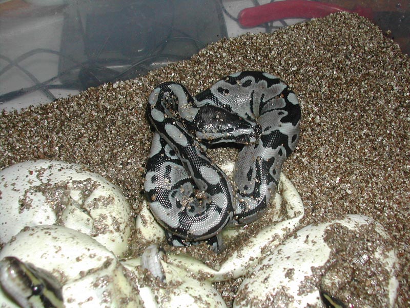 Axanthic